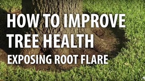 How to Improve Tree Health, Exposing Root Flare - The Dirt Doctor - YouTube