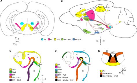 Figure 1 from How to make a midbrain dopaminergic neuron | Semantic Scholar