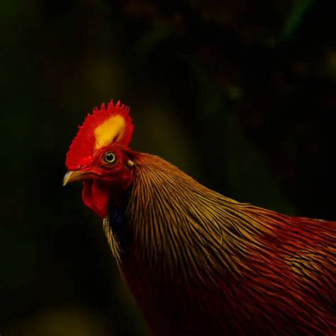 Sri Lankan Junglefowl - Facts, Diet, Habitat & Pictures on Animalia.bio