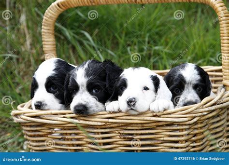 Gorgeous Cute Puppies stock photo. Image of country, close - 47292746