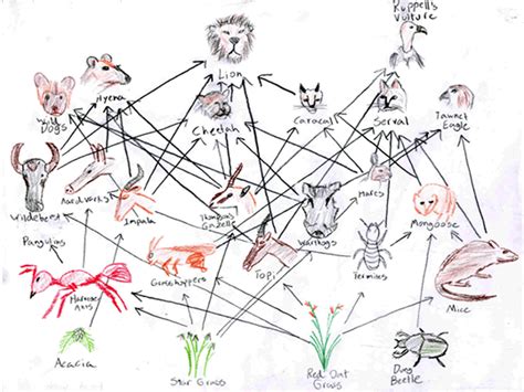 Food Webs. Energy Flow in Ecosystems - Presentation Biology