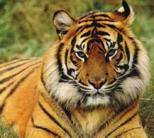 Sundarbans National Park Information | Sunderban Tourist Guide ...