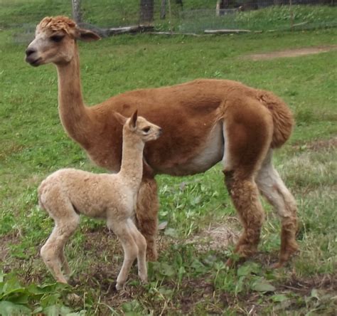 First Fall Alpaca Cria – It’s A Girl!