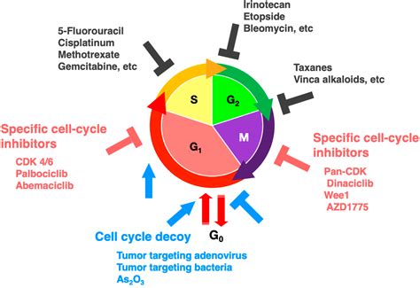 Cancers | Free Full-Text | FUCCI Real-Time Cell-Cycle Imaging as a Guide for Designing Improved ...