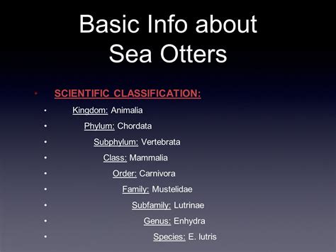 Sea Otters: Characteristics, types, habitas and more