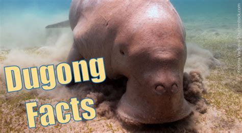 Dugong Facts, Information, Pictures & Video.