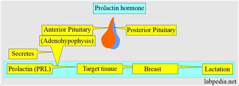 Prolactin Hormone Function
