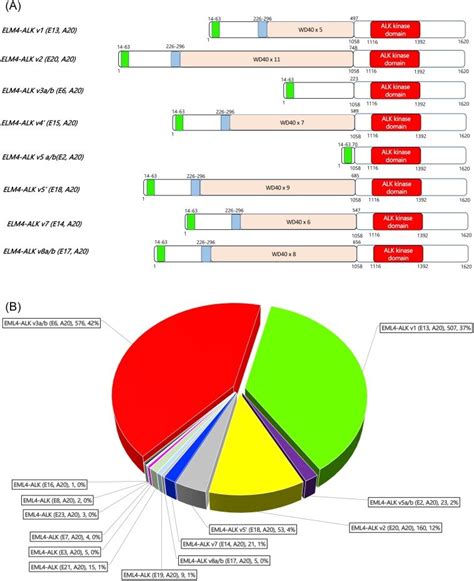 Identifying and understanding EML4-ALK variants and TP53 mutations to ...