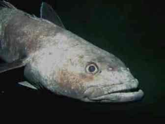 Antarctic toothfish (Dissostichus mawsoni) - Pictures and facts - Fish ...