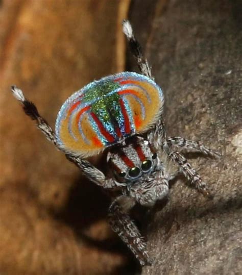 The Peacock Spider of Australia, displaying it's abdominal flaps to ...