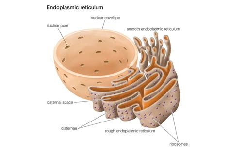 The Structure and Function of the Endoplasmic Reticulum