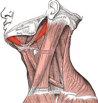 Digastric Muscle | Definition, Innervation & Functions - Lesson | Study.com