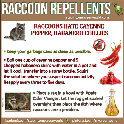 Best repellent recipes to get rid of raccoons - Step Into My Green ...