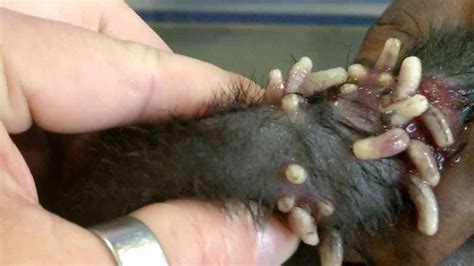 mango worms remove monster mango worms from poor dog mango worms removal 5 - YouTube