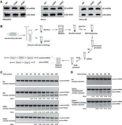 Figure 4 from THUMPD2 catalyzes the N2-methylation of U6 snRNA of the spliceosome catalytic ...