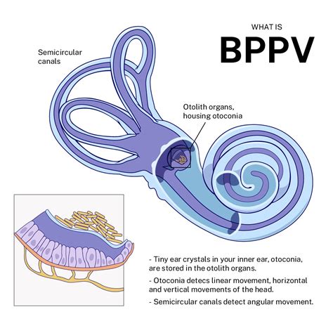 Otolith Organs And Semicircular Canals