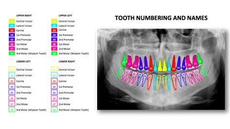 Teeth Numbers and Names, A Guide to Understand The Terms