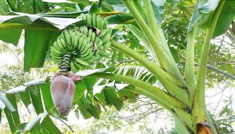 Salah Satu Tanaman Di Surga: Pohon Pisang - Islampos