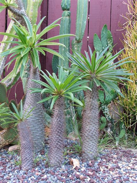 Garden and Bliss: Madagascar Palm: Pachypodium lamerei