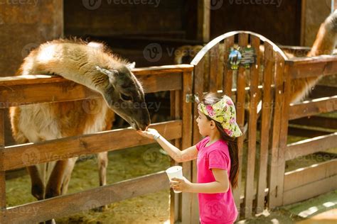 cute little kid feeding a goat at farm 16479338 Stock Photo at Vecteezy