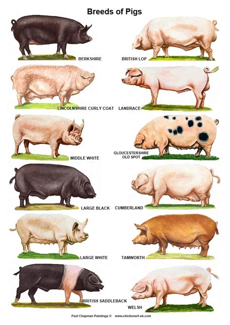 A4 Laminated Posters. Breeds of Pigs | Etsy UK