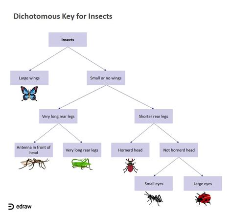 Discover the Fascinating World of Insects with an Editable Dichotomous Key