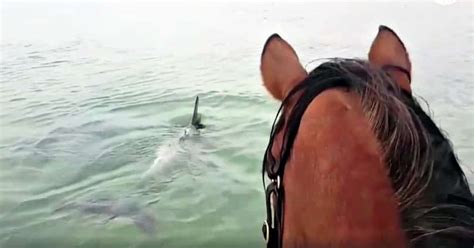 Can Horses Swim? Ultimate Guide: Tips, Facts, FAQs & Videos