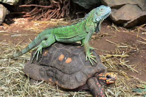 How To Make Sure Your Reptile Is Eating The Right Amount Of Food - Maryland Pet