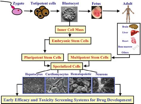 Origin of embryonic and adult stem cells and their potential ...