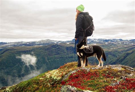 5 Of The Best Dog Hiking Tips | Hempzilla CBD