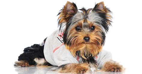 Yorkie Clothes: Find The Perfect Sweater Or Costume For Your Yorkie Dog