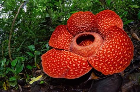 Top 10 Dangerous Jungle Plants You Should Know – Nayturr