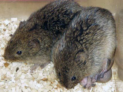 The prairie vole is a sociable creature, one of the only 3% of mammal ...