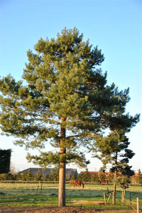 Pinus sylvestris | Scotch pine, Scots pine - Van den Berk Nurseries