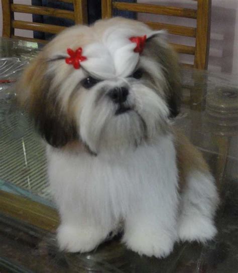 Shih Tzu Hairstyles For Your Dearest Fur-Baby | Best Insights Into ...