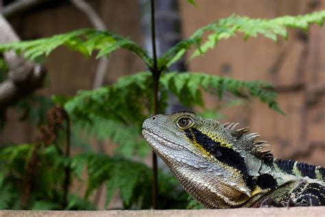 Lizard Claws Photograph by Voodoo Delicious - Fine Art America