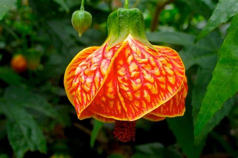 Everything You Need to Know about the Chinese Lantern Plant