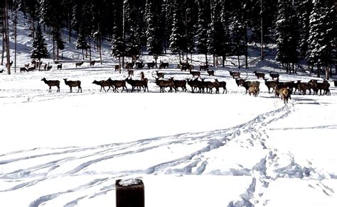 Rustic Cabins Wyoming | Camping Cabins Mountains Wyoming