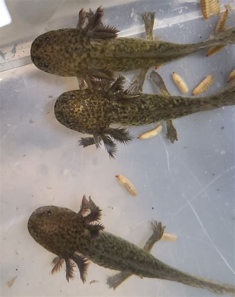 Ambystoma mexicanum 'Axolotl' Wild Type