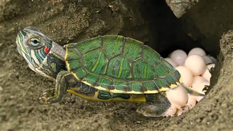 Where To Find Red Eared Slider Turtle Eggs?