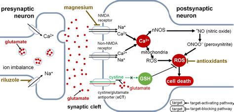 Glutamate excitotoxicity and common neuroprotection drugs. Excessive... | Download Scientific ...