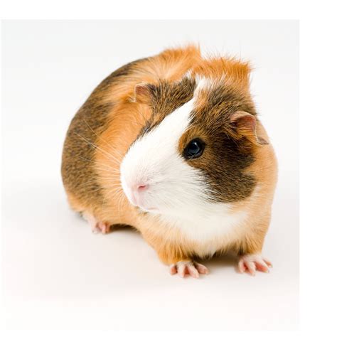 Guinea Pigs for Sale: Buy Live Guinea Pigs for Sale | Petco