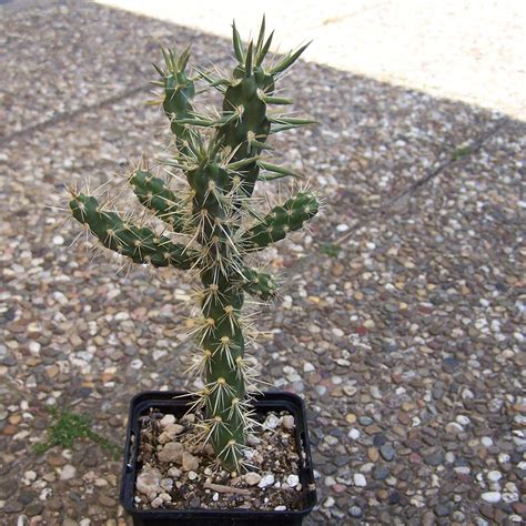 Cylindropuntia imbricata Opuntia Cactus, Cactus Y Suculentas, Indoor Cactus Plants, Garden ...