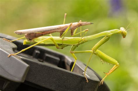 Praying Mantis Facts, 45% OFF | www.gbu-presnenskij.ru