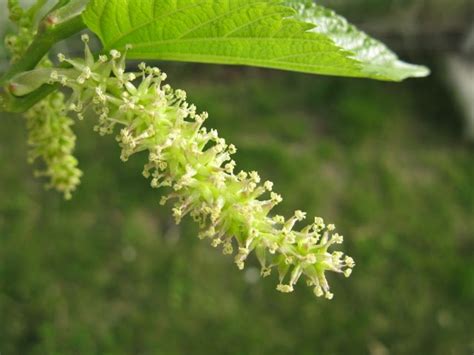 The World´s Tree Species: White mulberry spring flowers