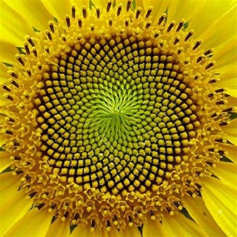 Sacred Geometry | Spirals in nature, Fractals in nature, Geometry in nature