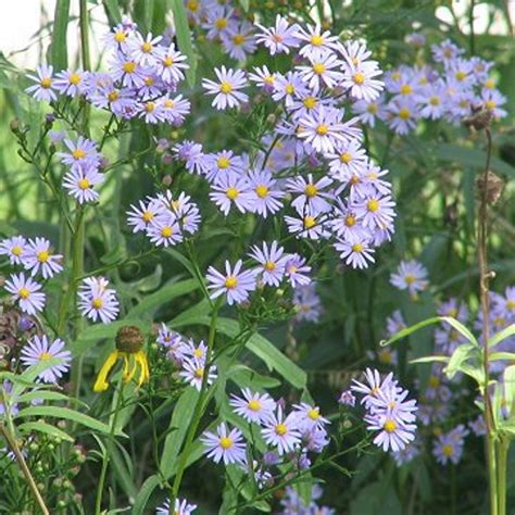 50 Sky Blue Aster Seeds. Symphyotrichum Oolentangiense. | Etsy