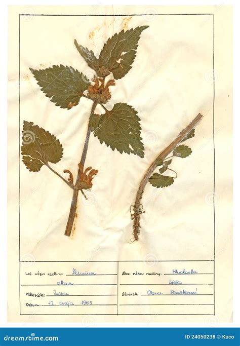 Herbarium sheet - 4/30 stock photo. Image of flower, botany - 24050238