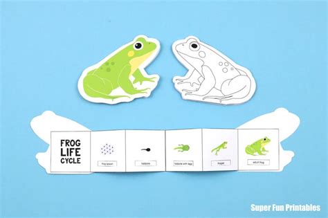 Printable Frog Life Cycle craft - The Craft Train