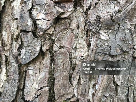 Common Alder Bark Stock Photo - Download Image Now - Alder Tree, April, Beauty In Nature - iStock